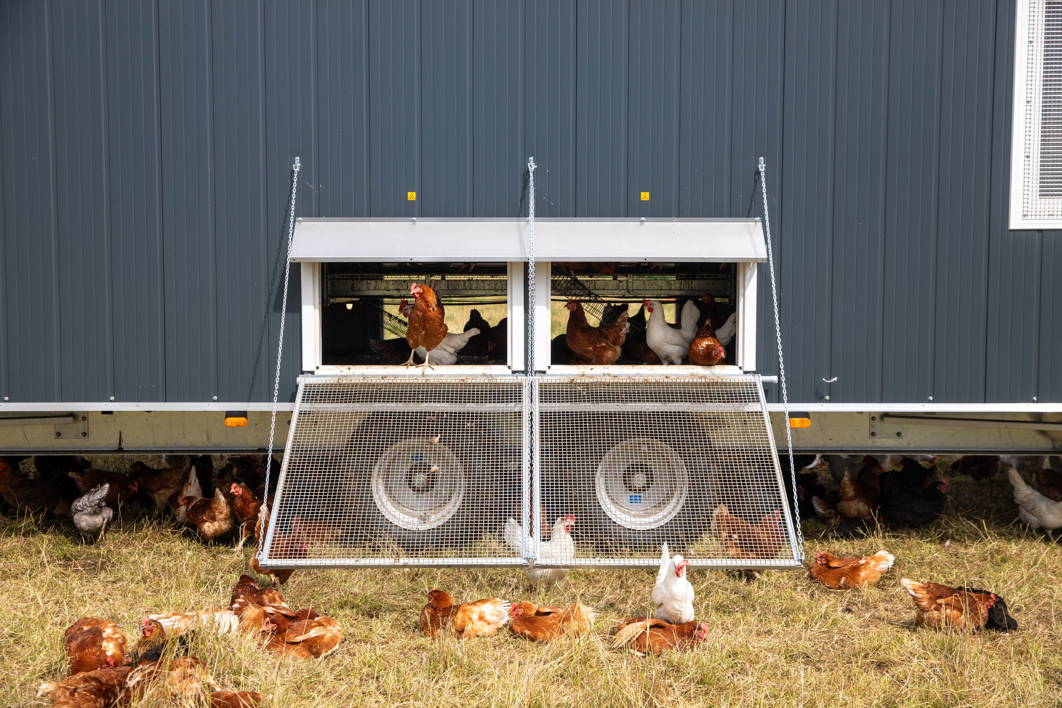 1/2 Dozen Pasture Raised Eggs